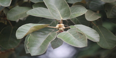 Ficus mollis